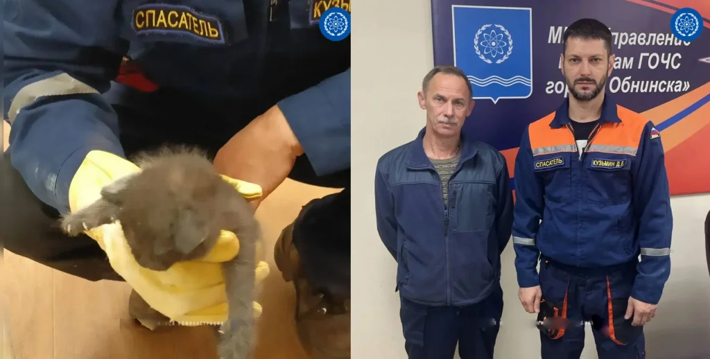 В Обнинске жители вызвали спасателей на помощь котенку