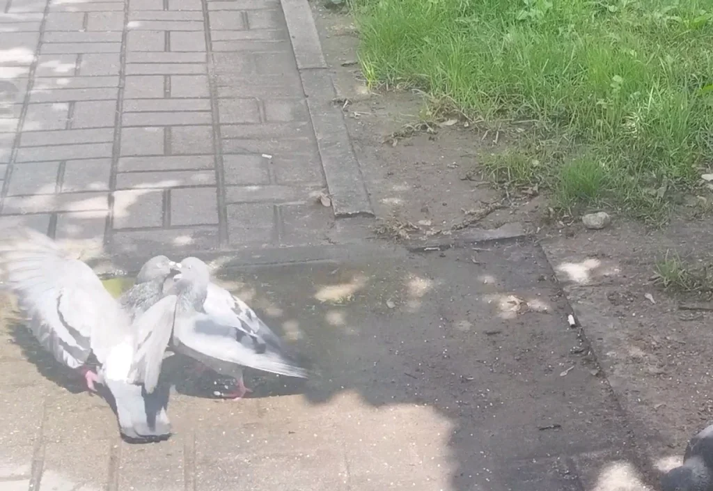 В центре Калуги подрались два голубя