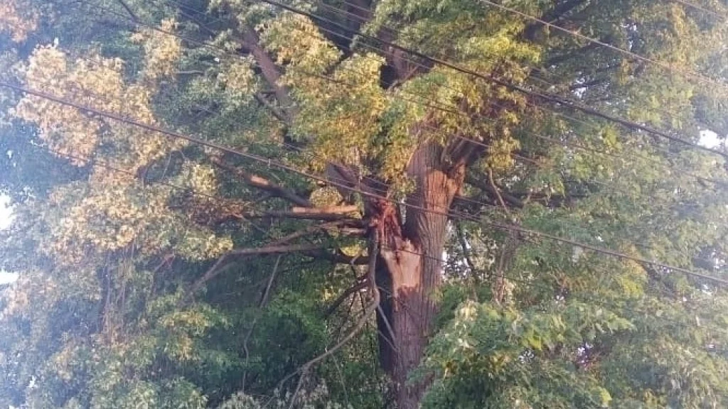 В Калуге 100-летнее дерево угрожает жизни горожан