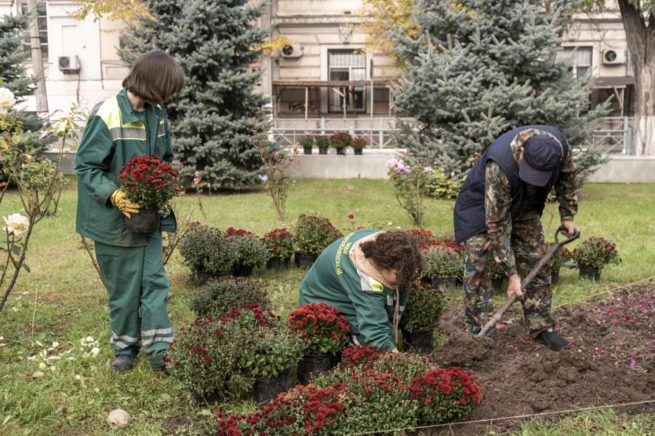 В Симферополе завершается осенняя высадка хризантем