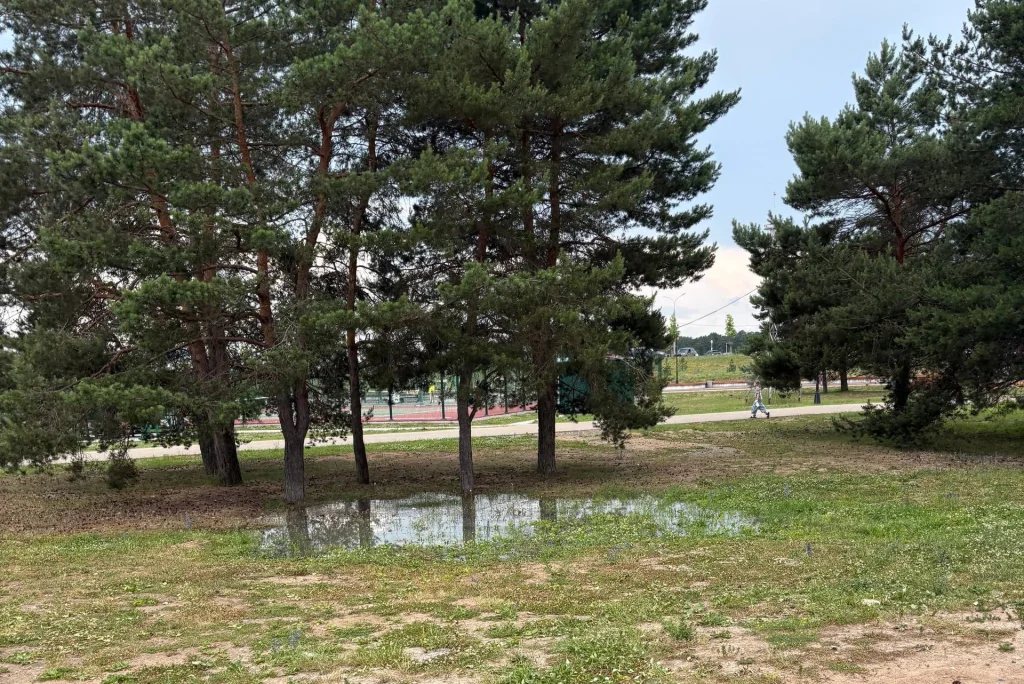 В сквере Волкова в Калуге снова появилась смердящая лужа