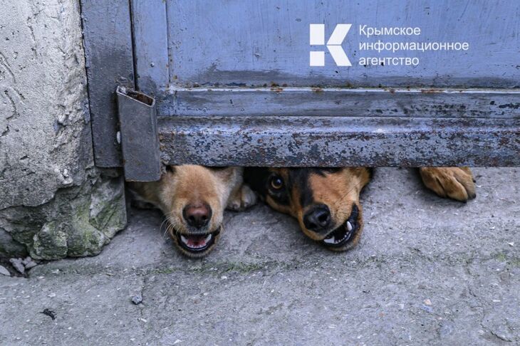 Двухлетнего ребёнка покусала собака в Симферополе