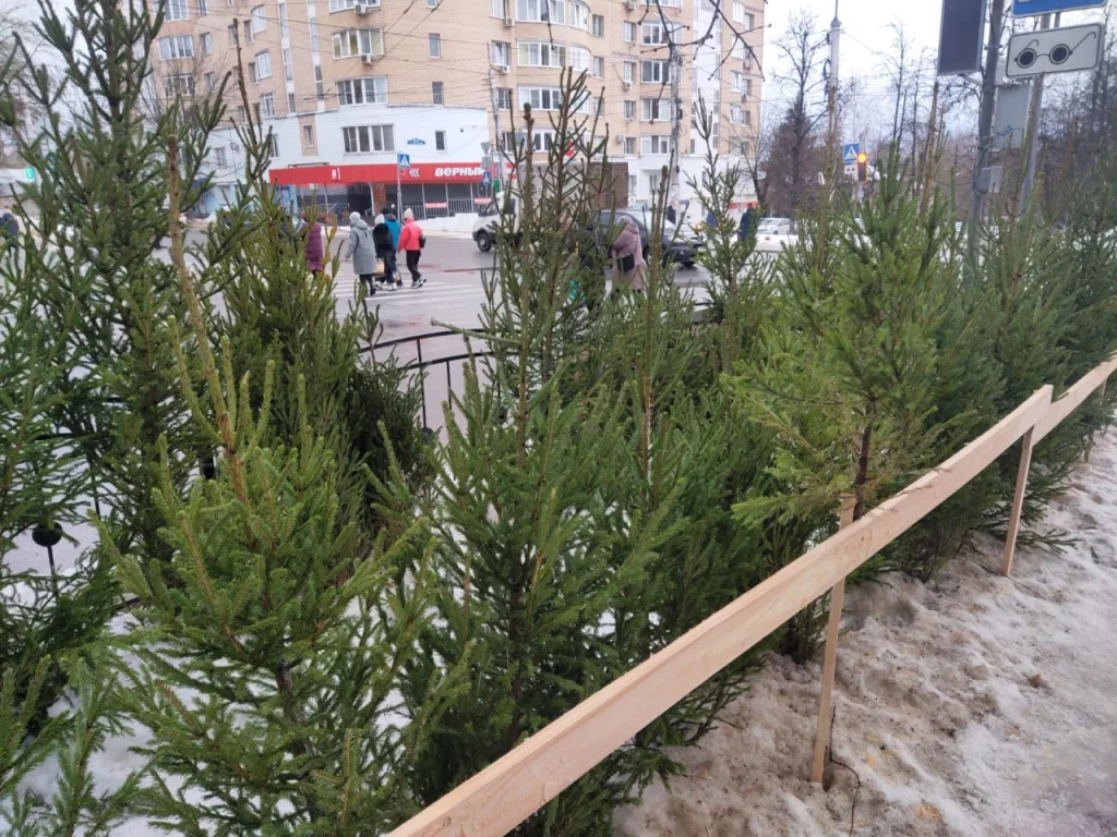 В Калуге заработали ёлочные базары