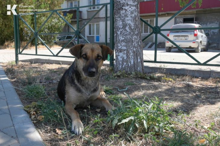 В Керчи собака напала на ребенка: Следком начал проверку