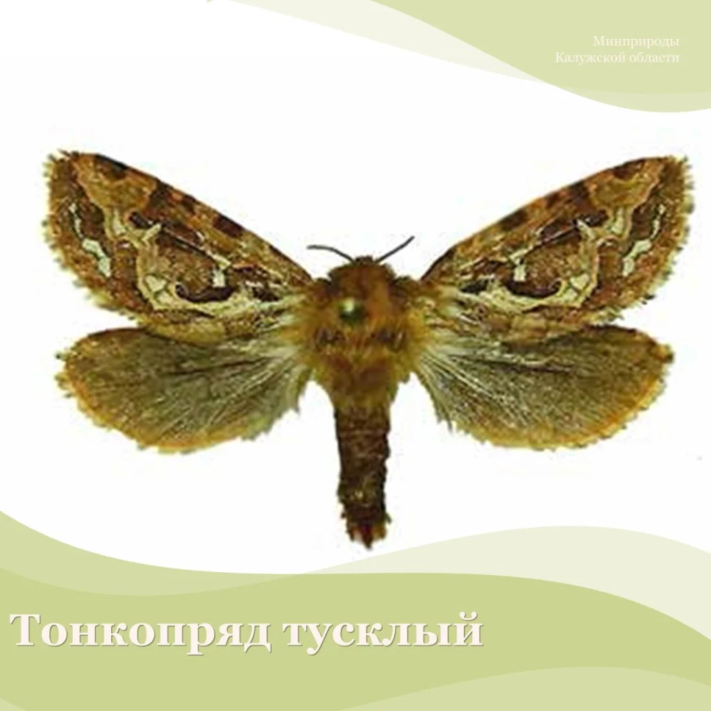В Красную книгу Калужской области добавят новых насекомых