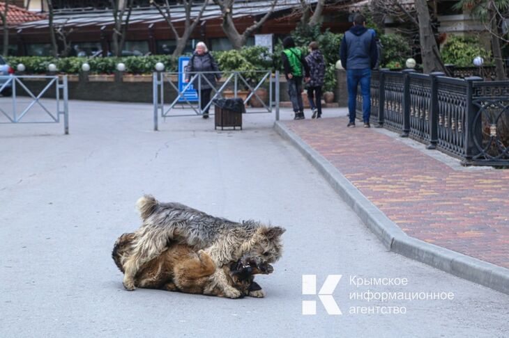 В Раздольненском районе подростка покусала бездомная собака