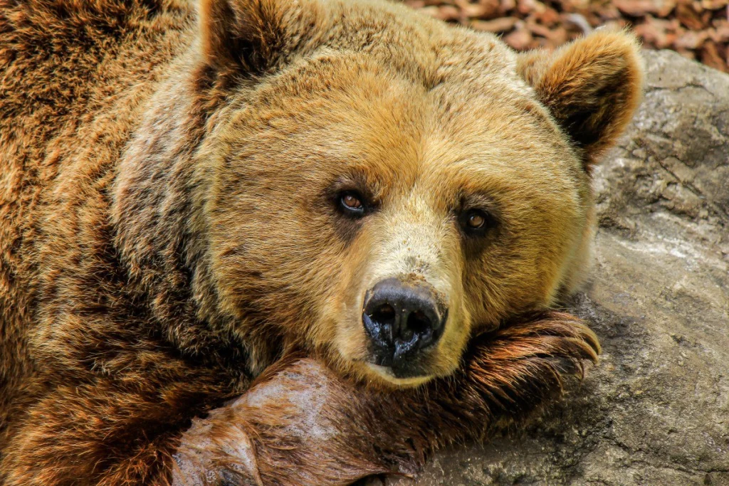 Медведей стало меньше в калужских лесах