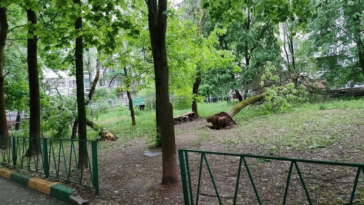 Ветер повалил деревья во дворе жилого дома в Калуге