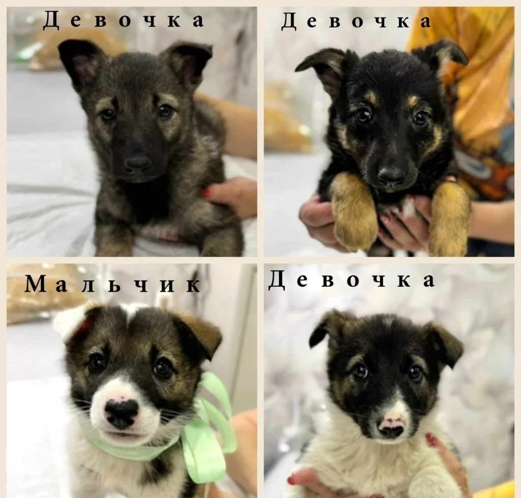 Калужанка ищет любящих хозяев для четырёх щенков
